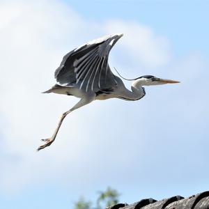 Grey Heron