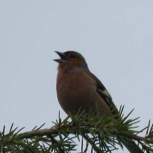 Eurasian Chaffinch