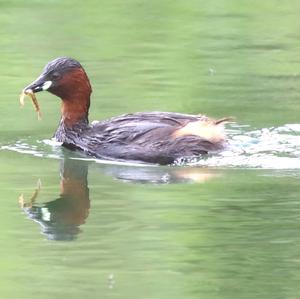 Little Grebe