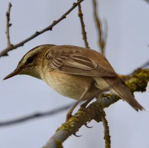 Sedge Warbler