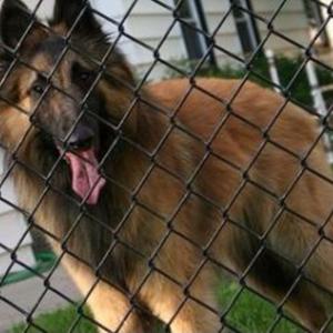 Belgian Tervuren