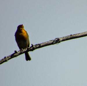 European Robin