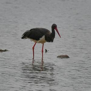 Black Stork