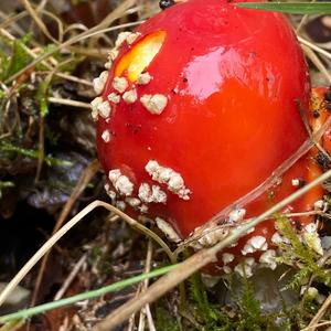 Fly Agaric