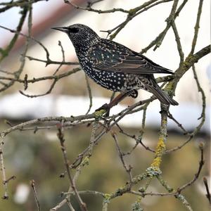 Common Starling