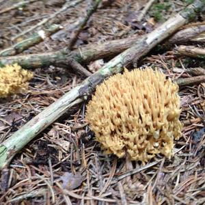 Yellow-brownish Coral