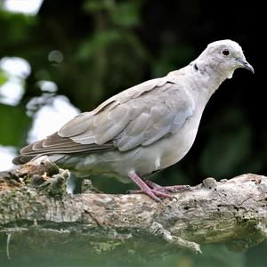 Eurasian Collared-dove