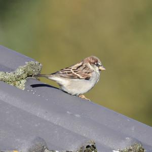 House Sparrow