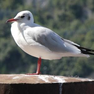 Black-headed Gull