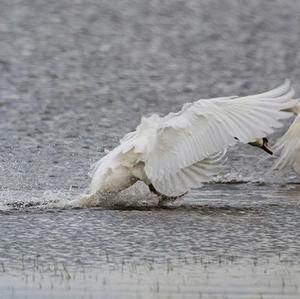 Mute Swan