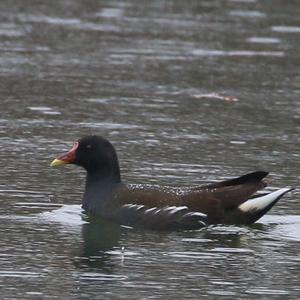 Common Moorhen