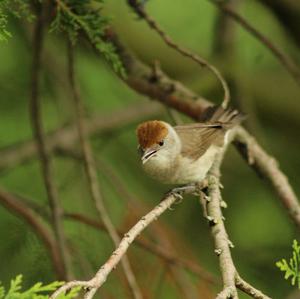 Blackcap