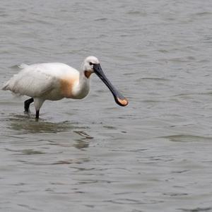 Eurasian Spoonbill