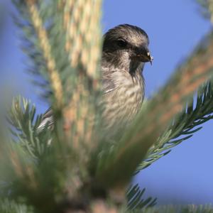 Red Crossbill