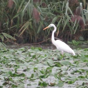 Great Egret