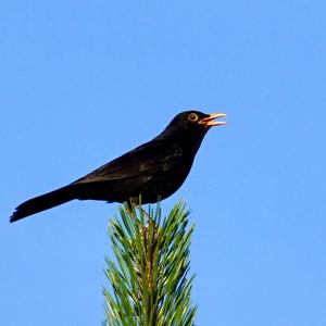 Eurasian Blackbird