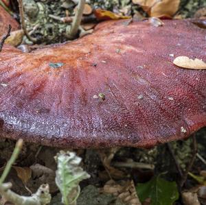 Beefsteak Polypore