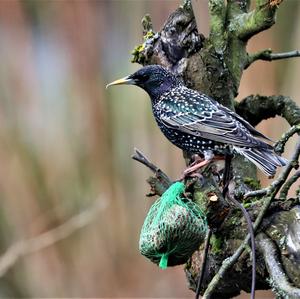 Common Starling