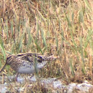 Common Snipe