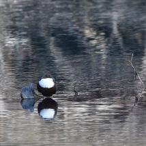 White-throated Dipper