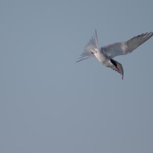 Arctic Tern