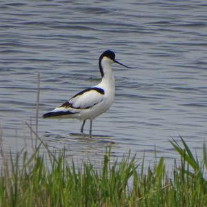 Pied Avocet