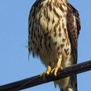 Broad-winged Hawk