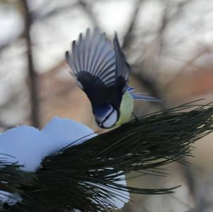 Blue Tit