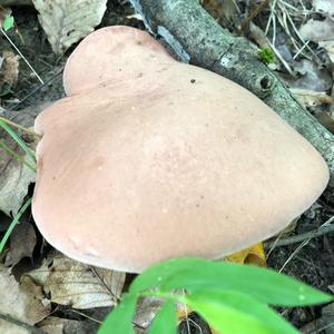 Bitter Bolete