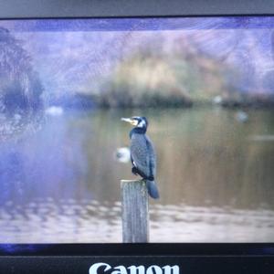 Great Cormorant