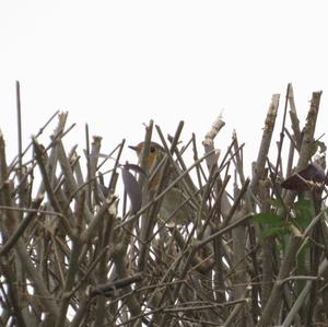 European Robin