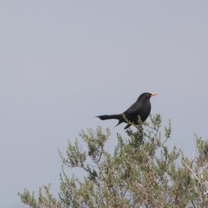 Eurasian Blackbird