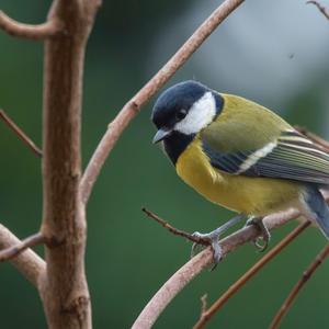 Great Tit