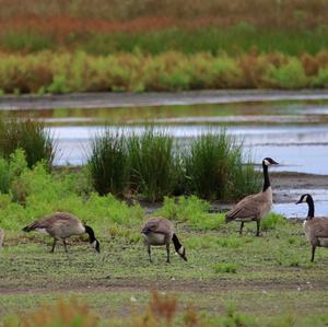 Canada Goose