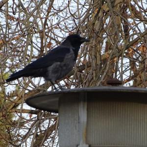 Hooded Crow