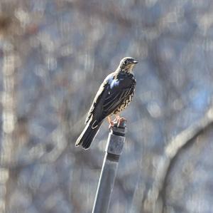 Mistle Thrush