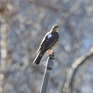 Mistle Thrush