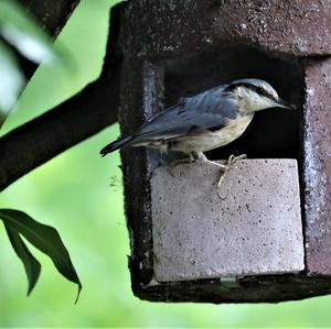 Wood Nuthatch