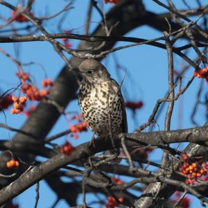 Mistle Thrush