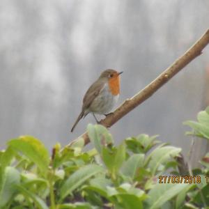 European Robin