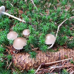 Spruce-cone Toadstool