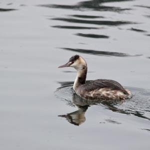 Great Crested Grebe