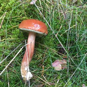 Bay Bolete