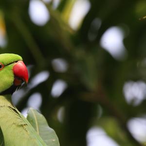 Rose-ringed Parakeet