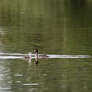 Great Crested Grebe