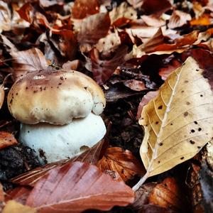 King Bolete