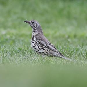 Mistle Thrush