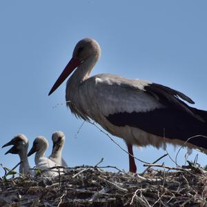 Weißstorch