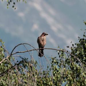 Eurasian Jay