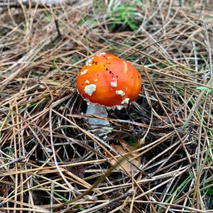 Fly Agaric